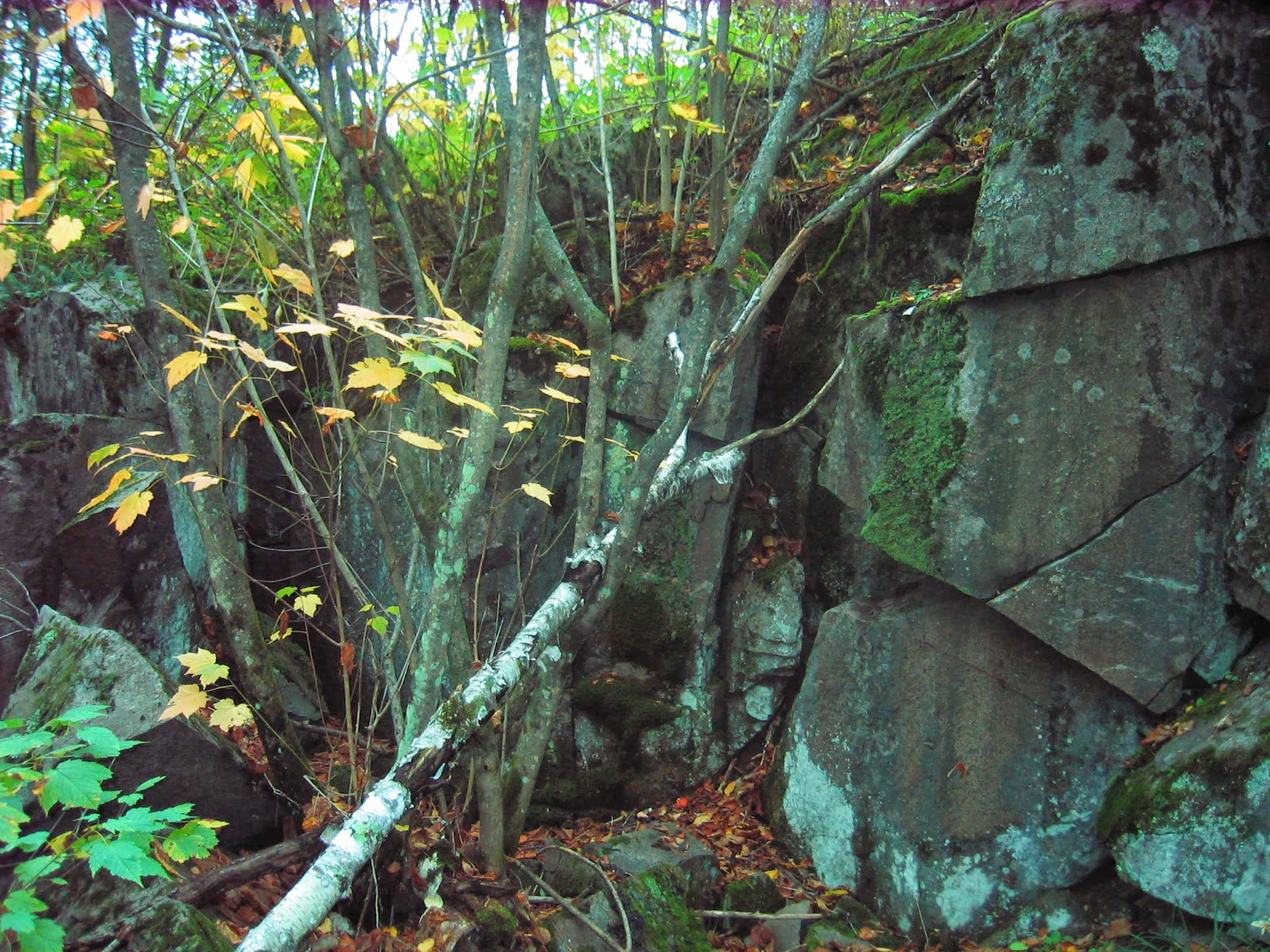 Duluth Minnesota Mushroom Hunting