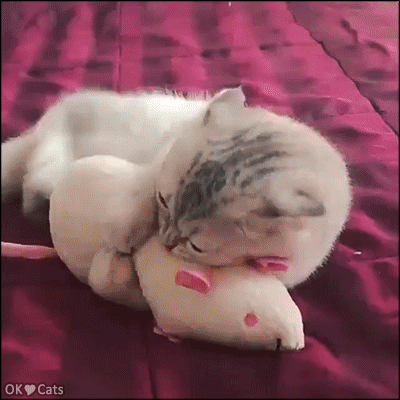 Funny Cat GIF • Instant Karma. Naughty Cat bunny kicking and biting his toy like crazy falls on floor haha [cat-gifs.com]