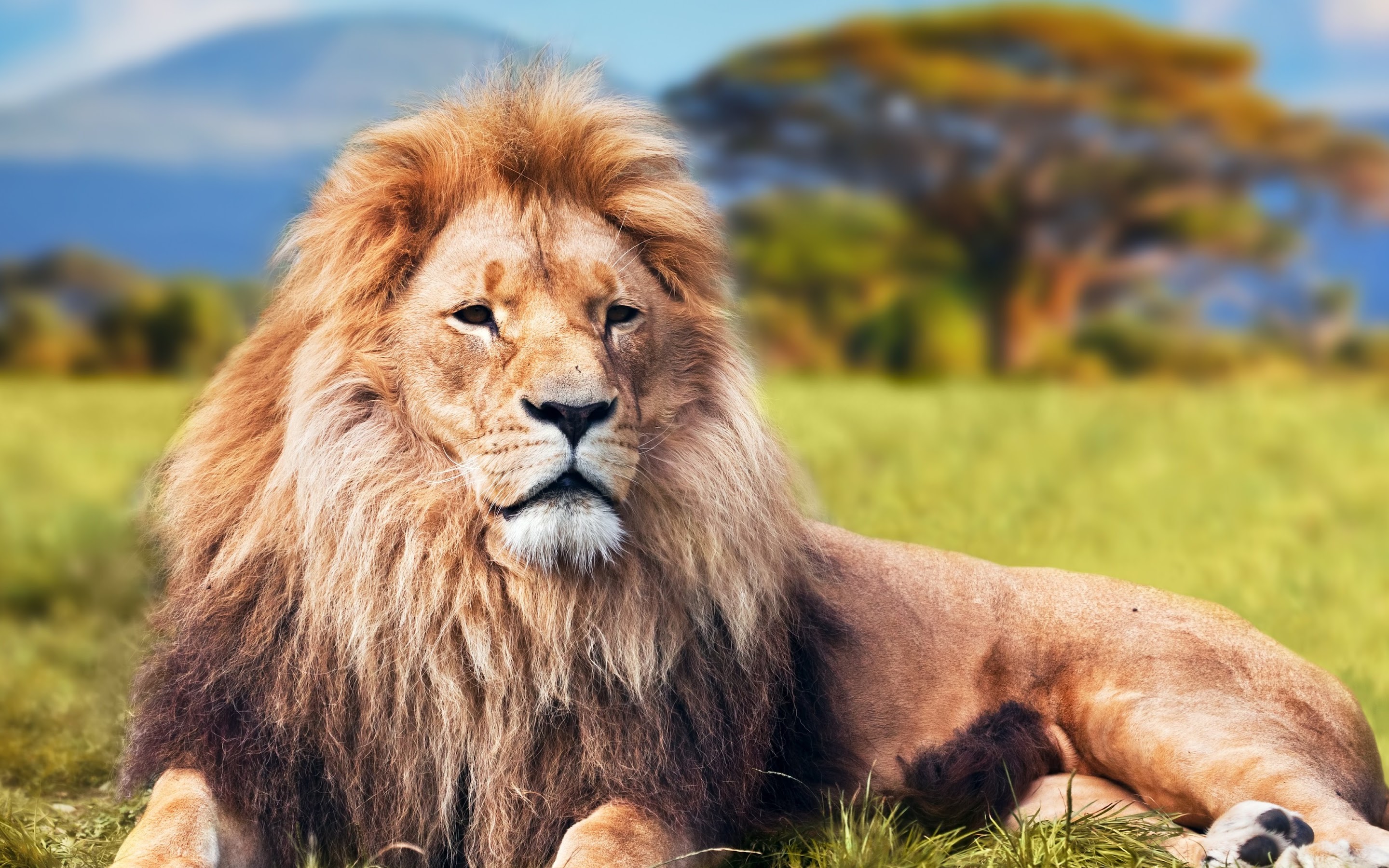 Lion, 4K, 3840x2160, #17 Wallpaper PC Desktop
