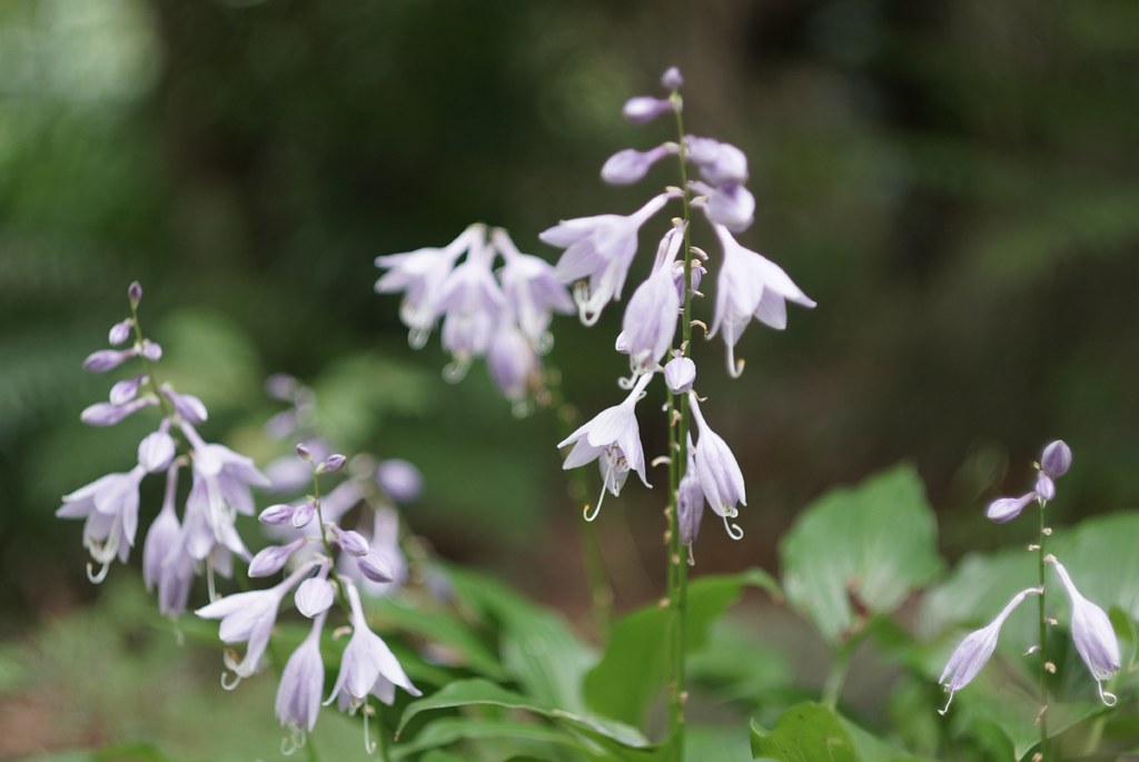 Hosta gracillima - Small rock hosta care and culture | Travaldo&rsquo;s blog