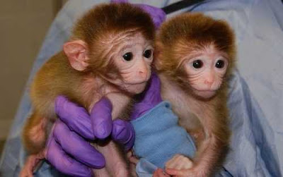Cloning of Monkeys Cloning of Monkeys