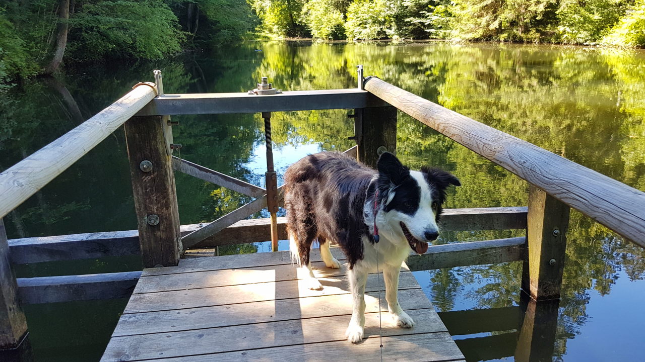 Bilder und Texte zu meinen Wanderungen mit Hund Durchs Farenbachtobel