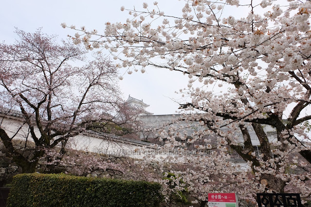 Himeji Castle Sakura Cheery Blossom Spot