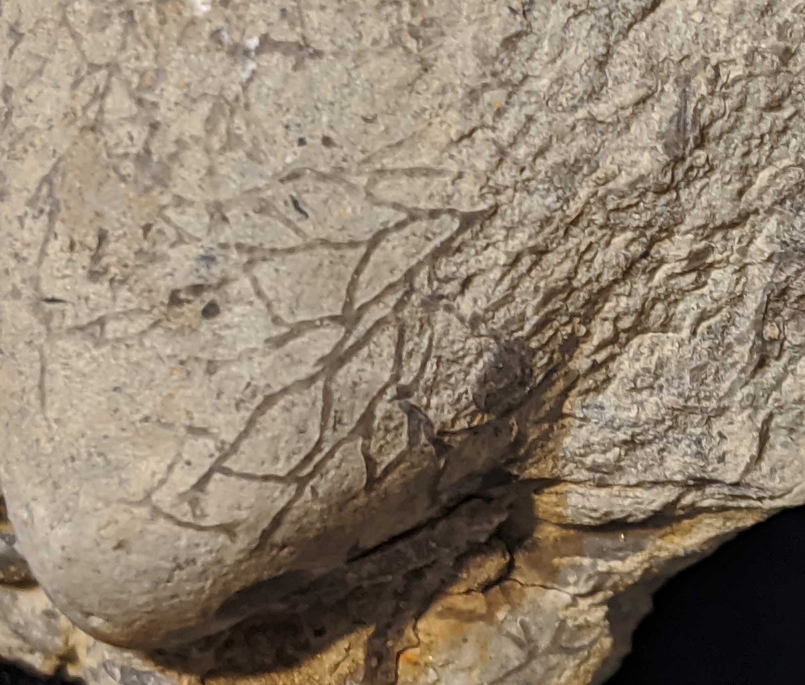 Louisville Fossils and Beyond Cast of Large Ambonychia Clam Fossil