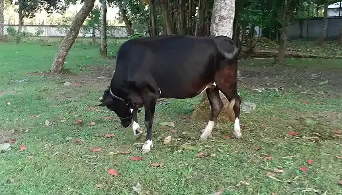 পলাশবাড়ীতে দাদন ব্যবসায়ি কর্তৃক নিয়ে যাওয়া গরু উদ্ধার করলো পুলিশ