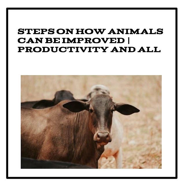 Steps on How Animals Can Be Improved | Productivity and All