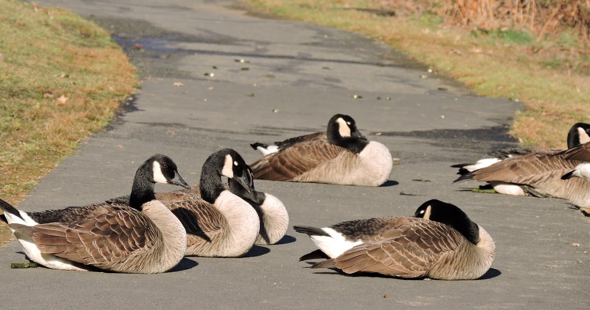 Capital Naturalist by Alonso Abugattas: Resident Geese