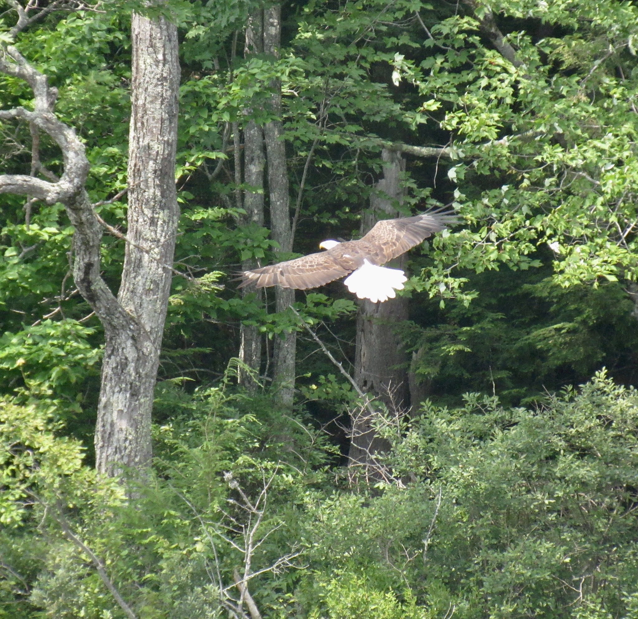 Recreational Kayaking in Maine Branch Pond, Palermo