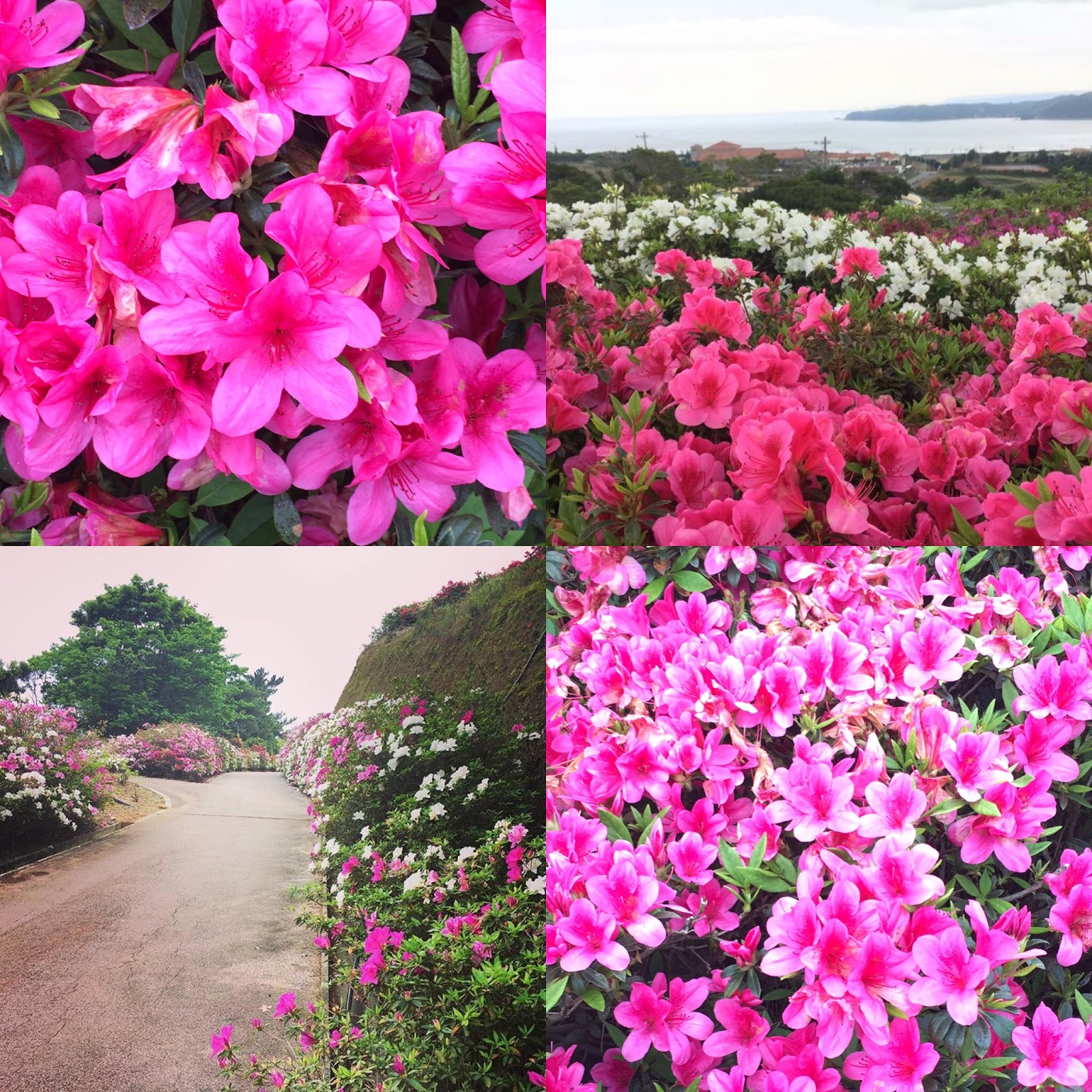 Azalea Flower Festival Roadtrip Life With The Lokeys