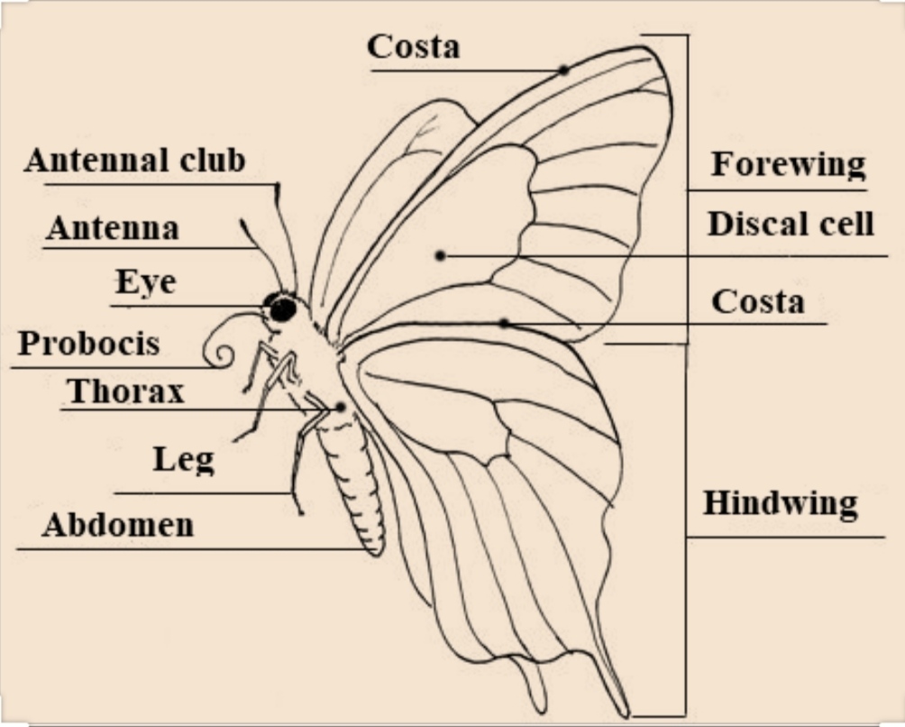FiNd EvErYtHiNg ANATOMY OF ADULT BUTTERFLY