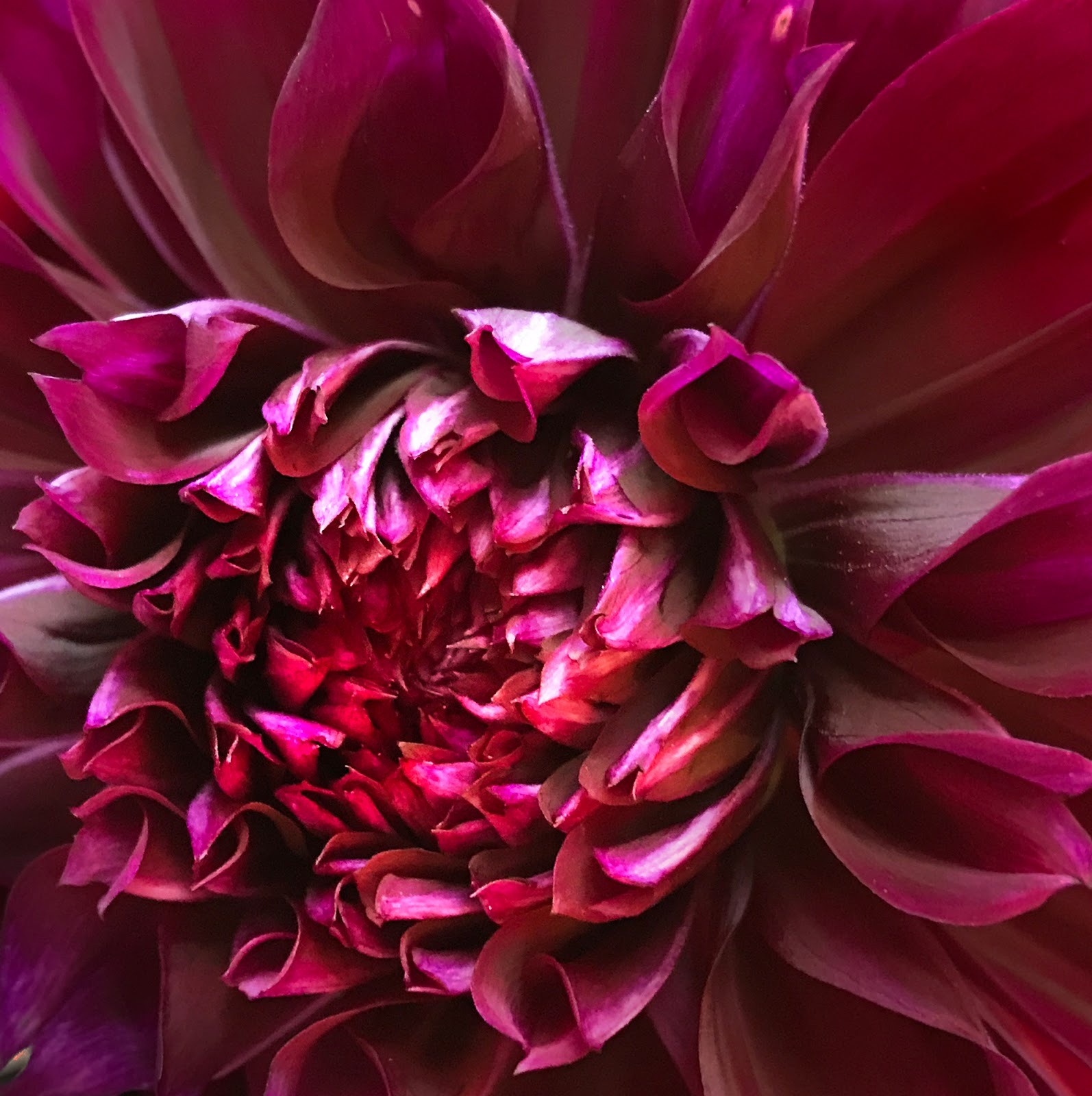 Digital Photo Fall 2018 NVCC