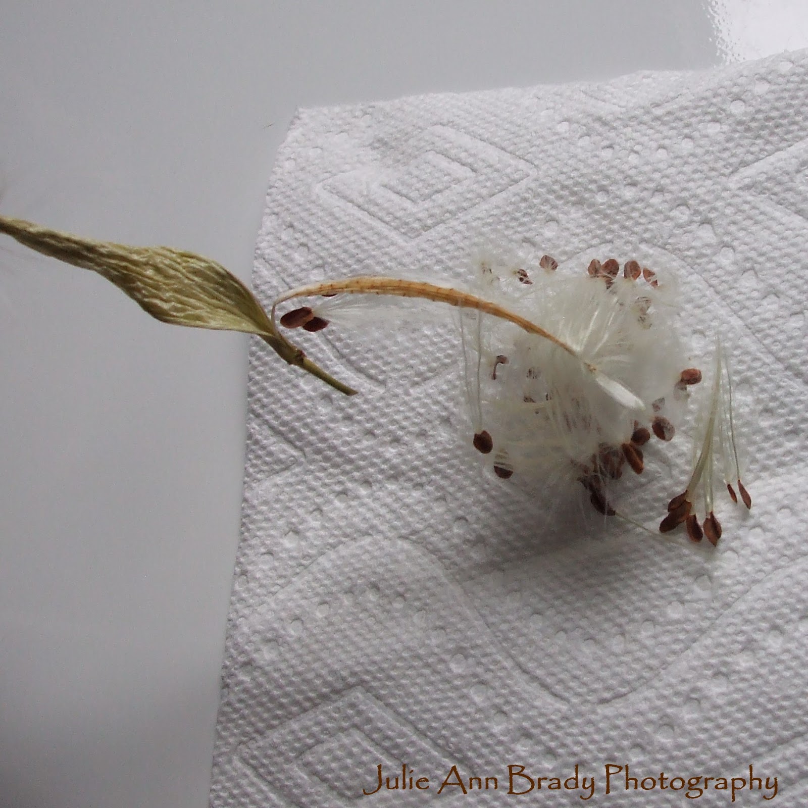 Julie Ann Brady Blog On Harvesting Seeds from Tropical Milkweed Seed