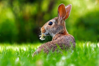 rabbit in the grass