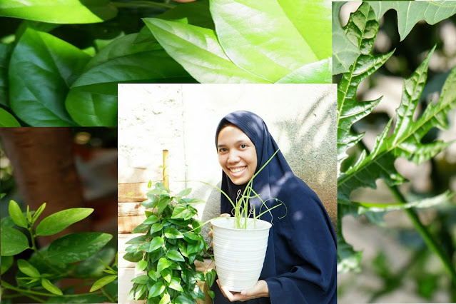 Berkebun Di Teras Mungil