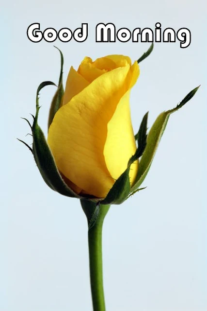 yellowRose Good Morning Image