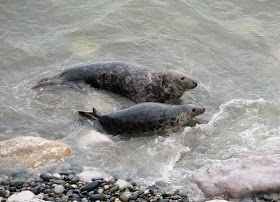 Grey Seals - Angel Bay, Little Orme