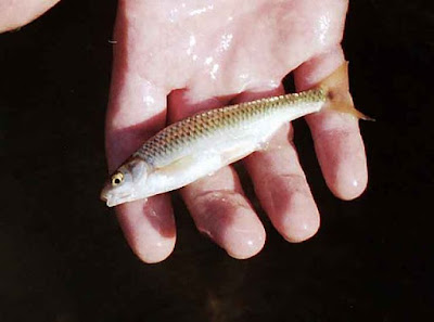A small fish on human hand