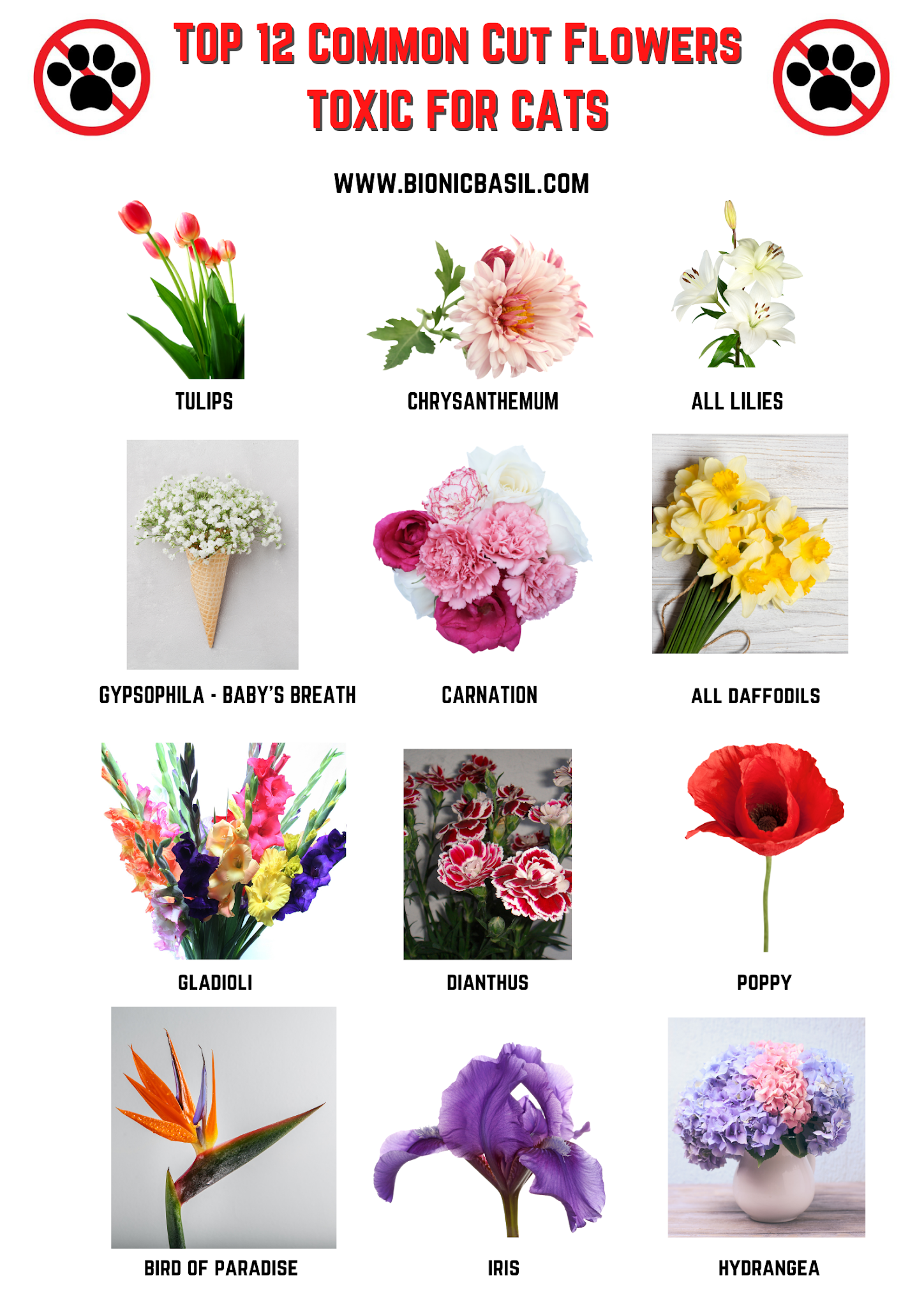 Bionic Basil® home of Basil and The B Team **New Series** at BBHQ