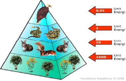 Gambar  Piramida energi - Sumber: : mudahbiologi.blogspot.com