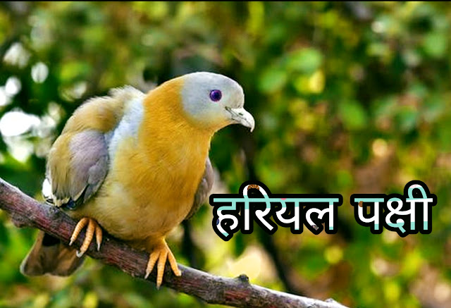हरियल पक्षी की जानकारी Yellow Footed Green Pigeon In Hindi