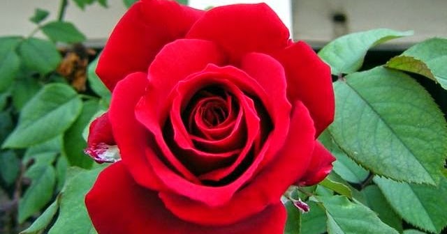Manfaat Bunga  Mawar  untuk  Kesehatan dan Kecantikan