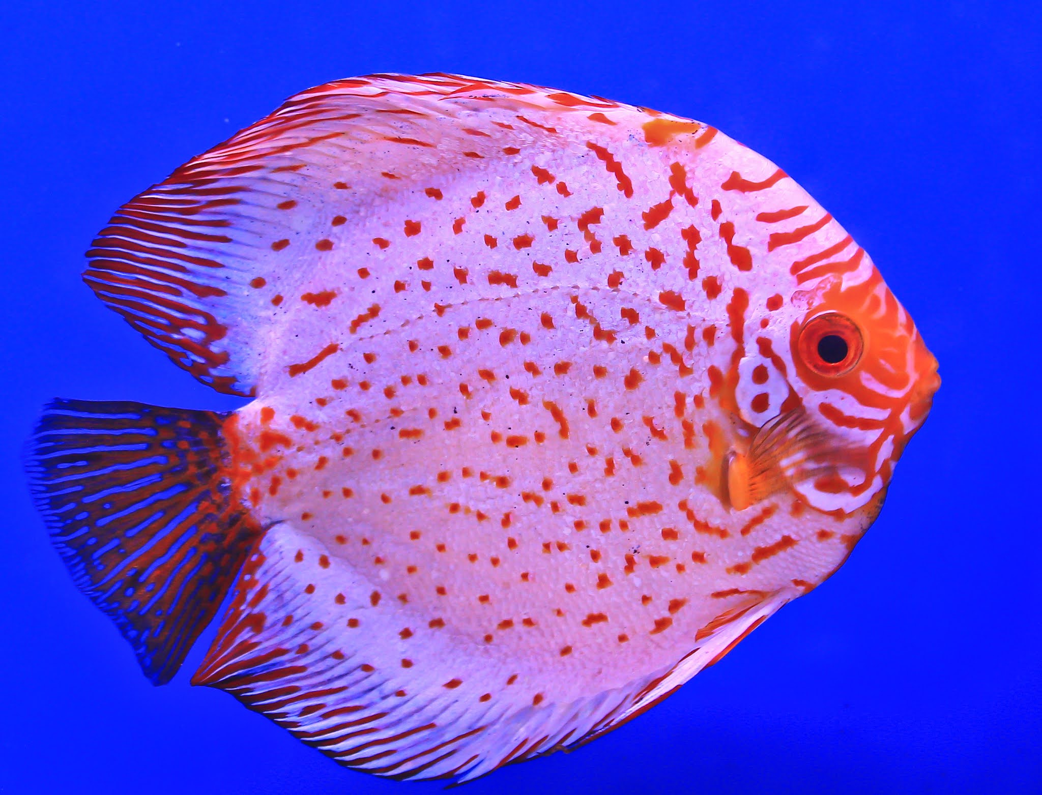 Five Steps to Spawn Discus Fish fishhobbyist