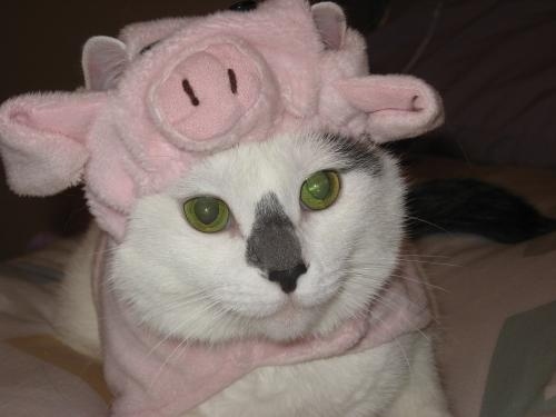 Cats Dressed As Pigs Maret 2014 Lowongan Kerja 2014
