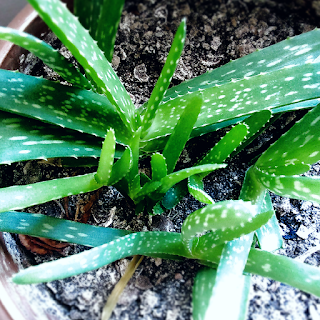 ALEO VERA GEL