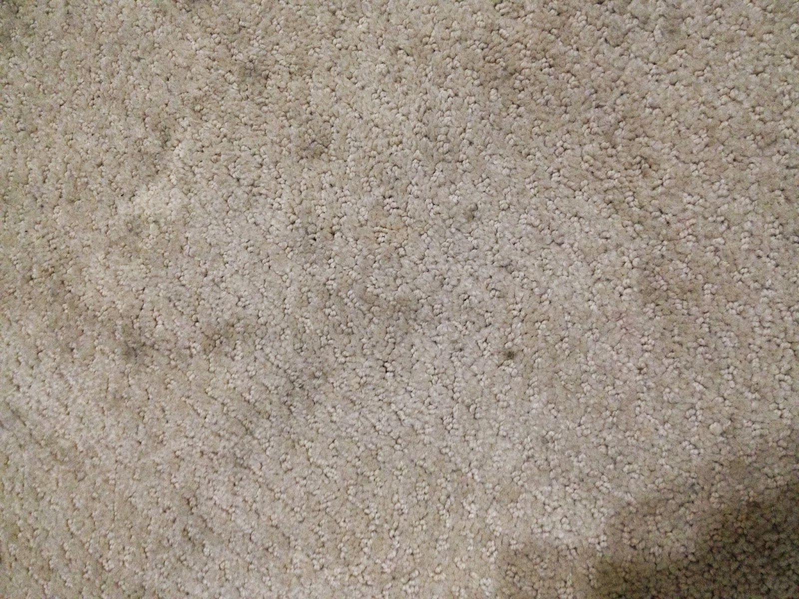 The DIY Guinea Pig Carpet Cleaner with Oxiclean