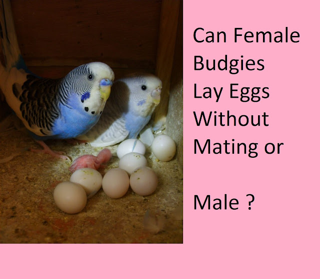 Do Female Budgies Lay Eggs Without Mating Without Males