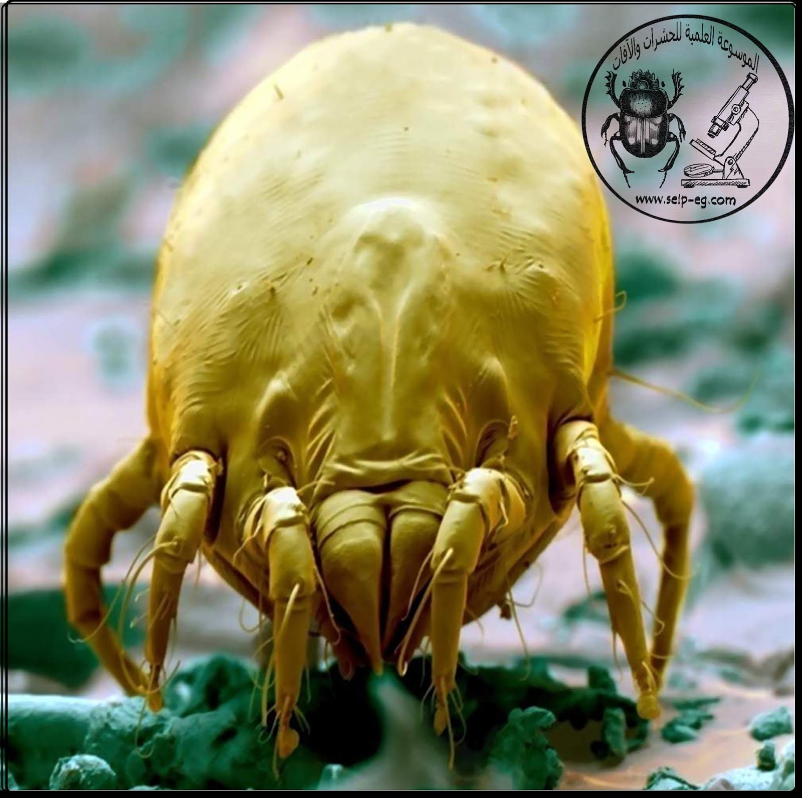 عث غبار المنزل House dust mites الموسوعة العلمية للحشرات والآفات SEIP