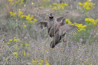 Perdiu roja (Alectoris rufa)