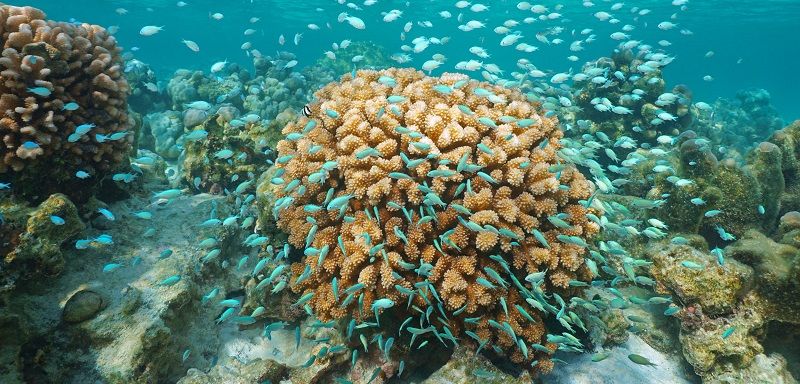 penyebab kerusakan ekosistem laut