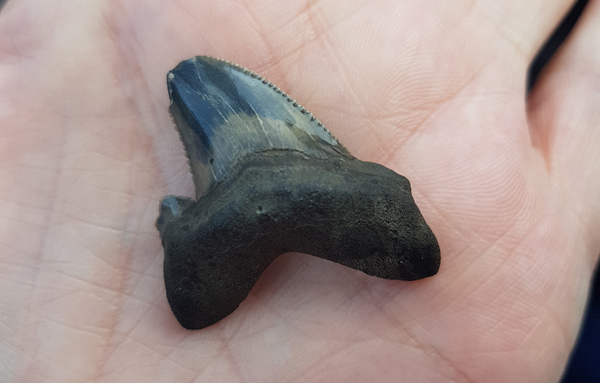 Otodus (c.) auriculatus Shark tooth fossil