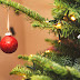 Μέχρι και 25.000 ζωύφια έχει κάθε χριστουγεννιάτικο δέντρο που βάζουμε σπίτι! Τι πρέπει να ξέρετε