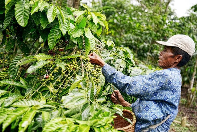 petani memetik kopi bengkulu