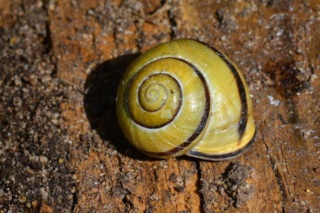 Cepaea nemoralis Cepaea nemoralis
