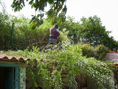 Quitando las malezas que cubrian el tejado del gallinero