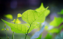 pc wallpapers leaf 3d cg hq backgrounds grass blogg trololo gc px wallpapersafari windows screen bsnscb