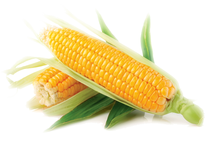 Corn on the cob Sweet corn Maize Vegetable Corn kernel, vegetable, food