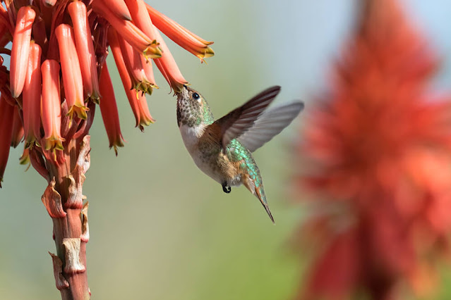 Humming bird on Red Aloevera flowers