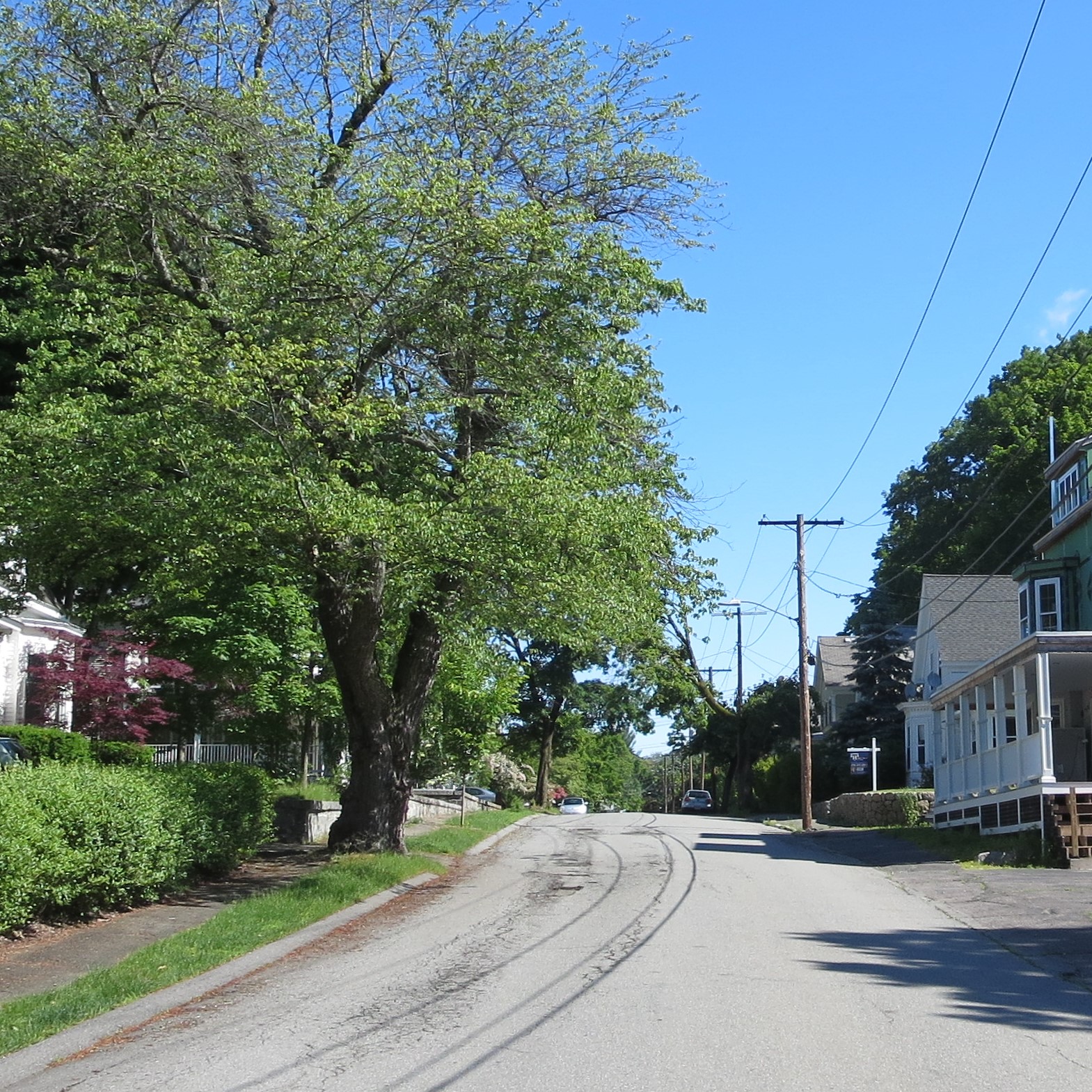 Maynard Life Outdoors and Hidden History of Maynard A Dearth of Trees