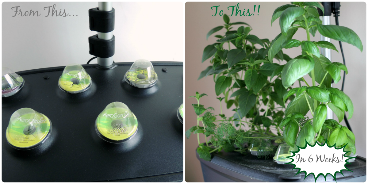 Frugal Foodie Mama Why You Need An Aerogarden The Winner Of The Aerogarden Giveaway