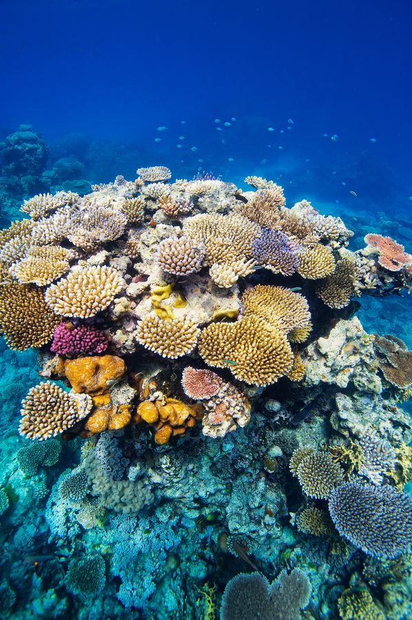 Great Barrier Reef Coral Great Barrier Reef Coral