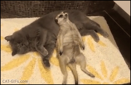 Amazing Cat GIF • Just a Cat and a Meerkat chilling together like old friends Incredible interspecies friendship Amazing Cat GIF • Just a Cat and a Meerkat chilling together like old friends Incredible interspecies friendship