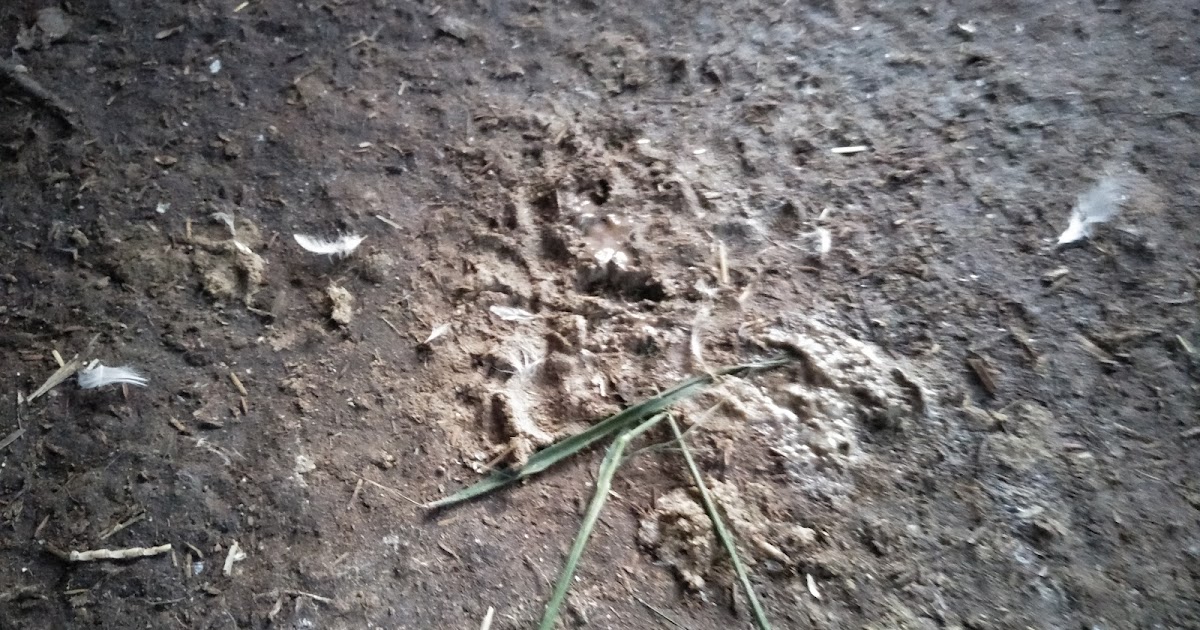 Tips for reducing litter moisture in broiler housing or how to keep poultry litter dry