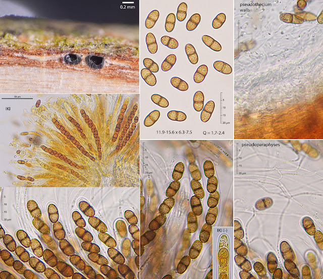 Didymosphaeria oblitescens 