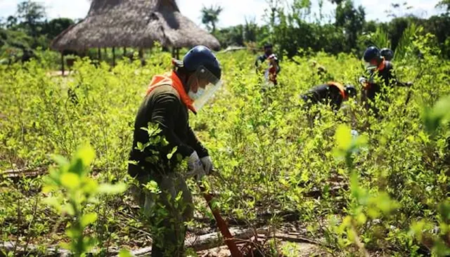 EEUU apoya al Perú en la erradicación de cultivos de hoja de coca