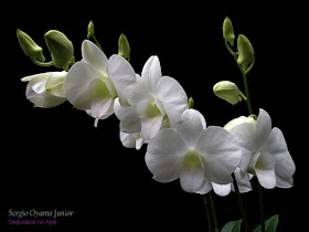 Orquídeas no Apê: Orquídea Branca
