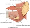 Salivary Glands and types of Salivary Glands